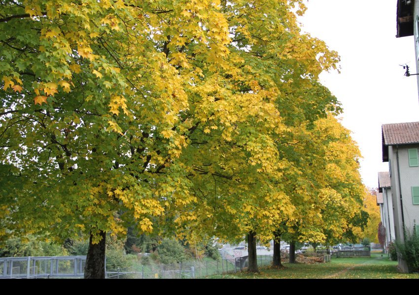 Automne 2015 - Arbres Secteur F Ouches Sport
